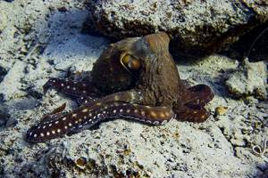 Common Octopus - Octopus cyanea