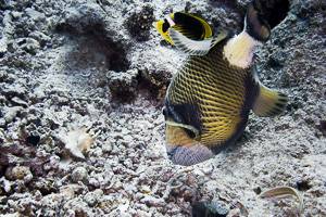 Dotty triggerfish - Balistoides viridescens