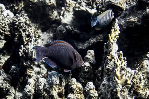 Dusky parrotfish - Scarus niger