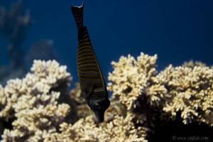 Red Sea Sailfin Tang - Zebrasoma desjardinii