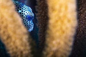 Smooth trunkfish - Lactophrys triqueter