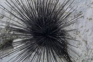 Long-spined sea urchin - Diadema antillarum