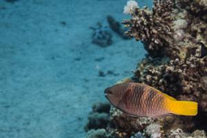 Redfin Parrotfish - Sparisoma rubripinne
