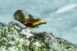 Split-crown feather duster - Anamobaea orstedii