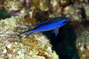 Blauer Demoisellefisch - Chromis cyanea