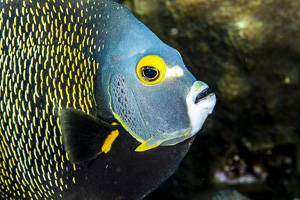 French angelfish - Pomacanthus paru