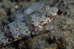 Atlantic Lizardfish - Synodus saurus
