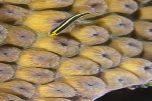 Yellownose goby - Elacatinus randalli