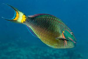 Dark Green Parrotfish - Sparisoma viride