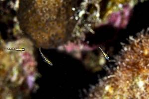 Masked goby - Coryphopterus personatus