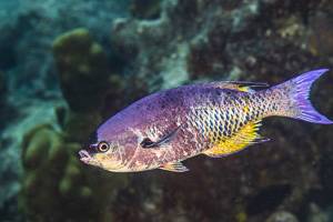 Creole wrasse - Clepticus parrae