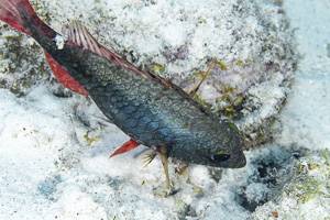Redband parrotfish - Sparisoma aurofrenatum