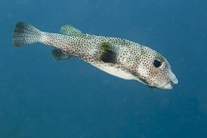 Spotted porcupinefish - Diodon hystrix