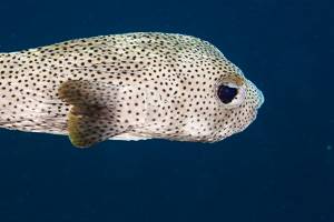 Spotted porcupinefish - Diodon hystrix
