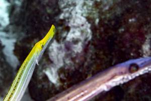 Westatlantischer Trompetenfisch - Aulostomus maculatus