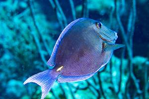 Blauer Doktorfisch - Acanthurus coeruleus