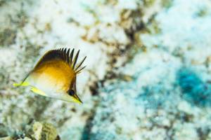 Longsnout butterflyfish - Prognathodes aculeatus