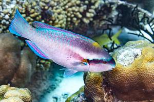Striped parrotfish - Scarus iseri