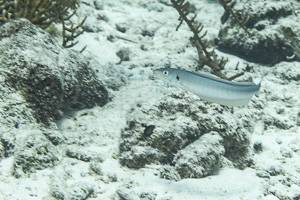 Sand tilefish - Malacanthus plumieri