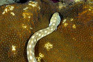 Sharptail eel - Myrichthys breviceps