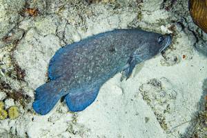 Greater soapfish - Rypticus saponaceus
