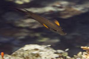 Striated surgeonfish - Ctenochaetus striatus