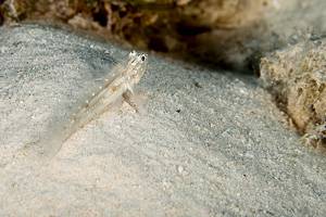 Spotted goby - Coryphopterus sp