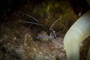 Pederson cleaner shrimp - Ancylomenes pedersoni