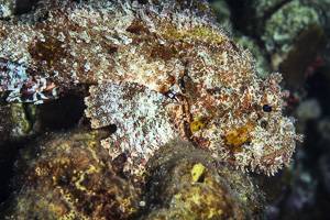 Spotted scorpionfish - Scorpaena plumieri