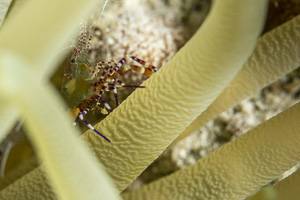spottet cleaner shrimp - Periclimenes yucatanicus