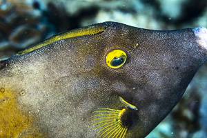 American whitespotted filefish - Cantherhines macrocerus