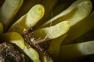 spottet cleaner shrimp - Periclimenes yucatanicus