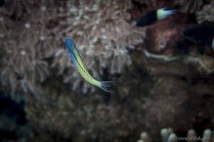 Red Sea mimic blenny - Ecsenius gravieri