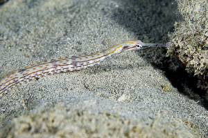 Schultz's Pipefish - Corythoichthys schultzi