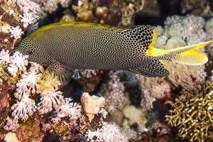 Brownspotted spinefoot - Siganus stellatus