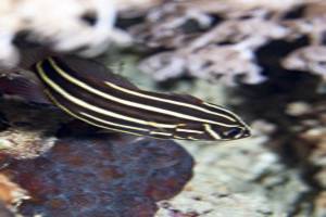 Black and white striped soapfish - Grammistes sexlineatus
