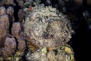 Stonefish - Synanceia verrucosa