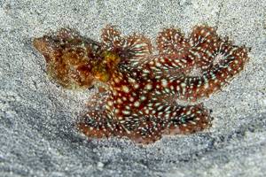 White-spotted Octopus - Callistoctopus macropus