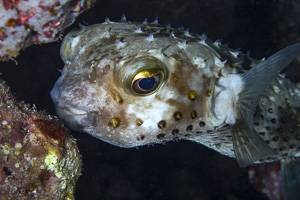 Yellowspotted Burrfish - Cyclichthys spilostylus