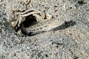 Seychelles shrimpgoby - Ctenogobiops maculosus