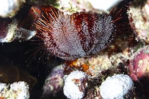 Pincushion Hairy Urchin - Tripneustes gratilla