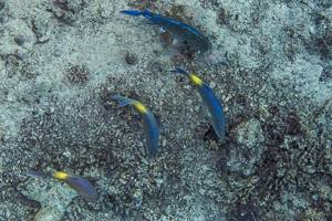 Yellowsaddle goatfish - Parupeneus cyclostomus
