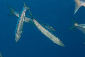 Großer Barracuda - Sphyraena barracuda