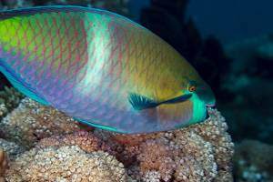 Rusty parrotfish - scarus ferrugineus