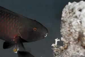 Ember Parrotfish - Scarus rubroviolaceus