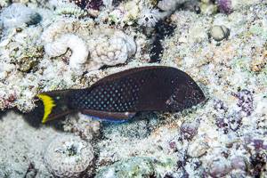Spotted Wrasse - Anampses meleagrides