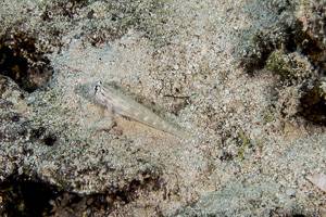 Bridled Goby - Gnatholepis cauerensis