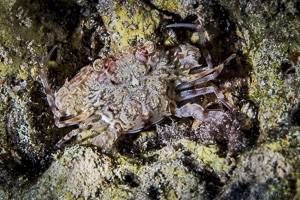 Swimming crab - Portunus (Xiphonectes) iranjae