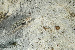 Spotted goby - Coryphopterus glaucofraenum