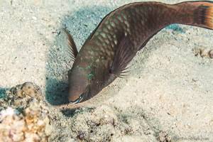 Purple-brown parrotfish - Scarus fuscopurpureus
